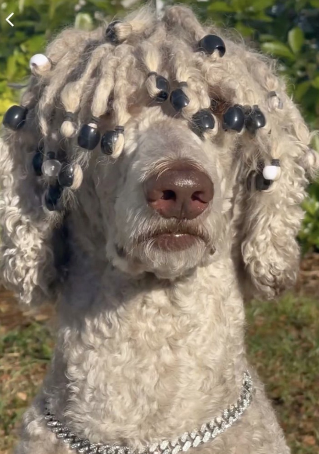 poodle with locs